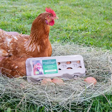 Farm stay Biohof Stemberger *